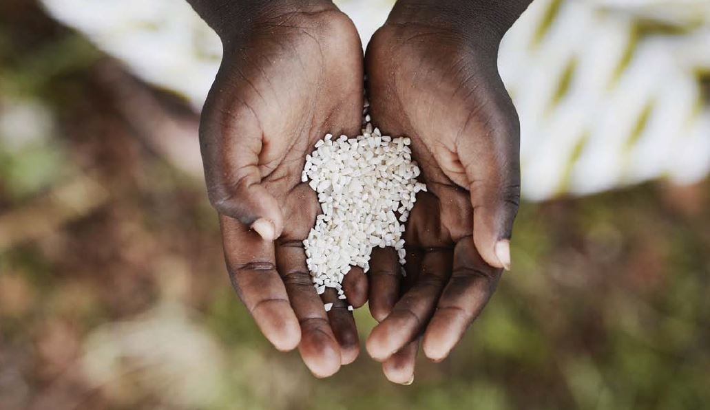 Biotechnology: The tool Africa cannot afford to ignore