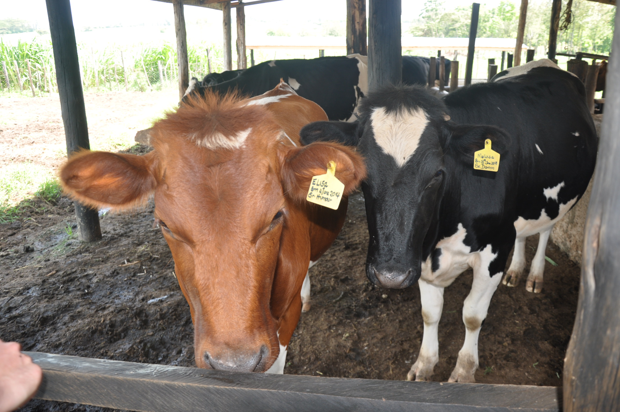 Exploring new ways of re-using wastes in the dairy sector